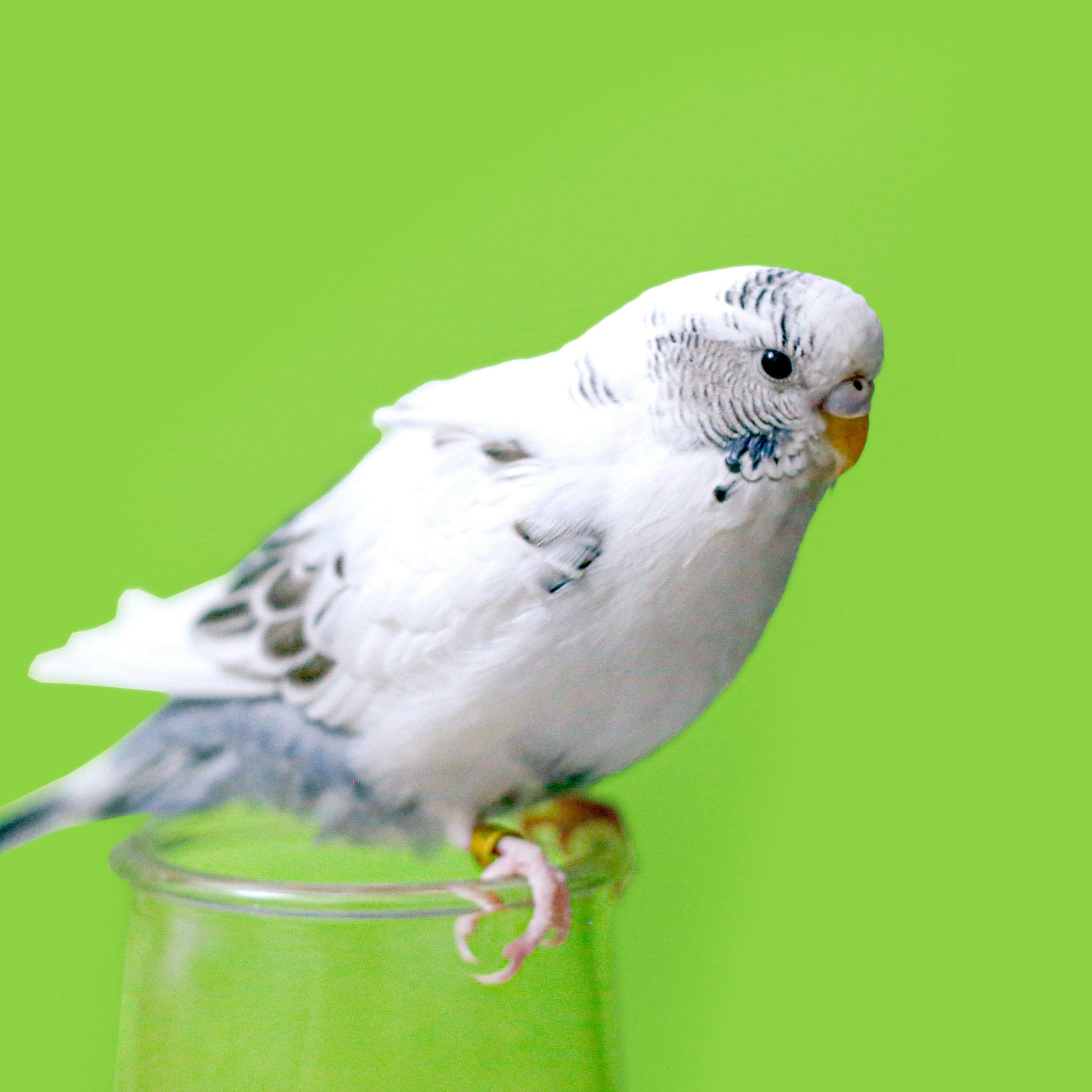 Bird Toys and accessories