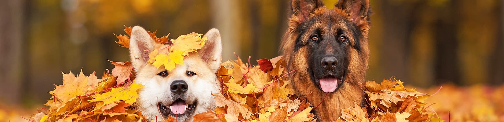Two dogs in autumn leaves